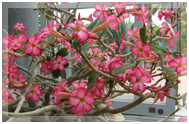 Adenium