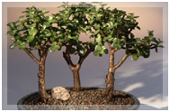 Bonsai
